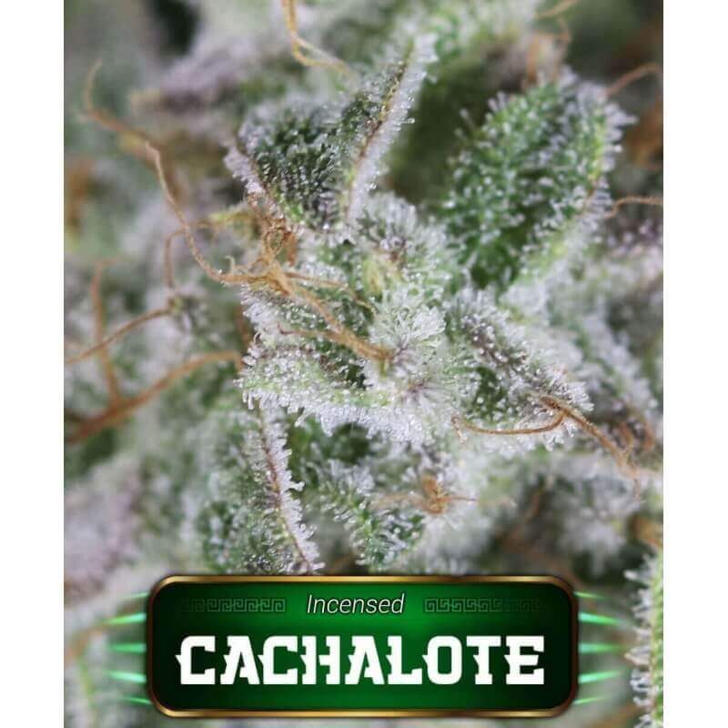 cachalote-geaseeds