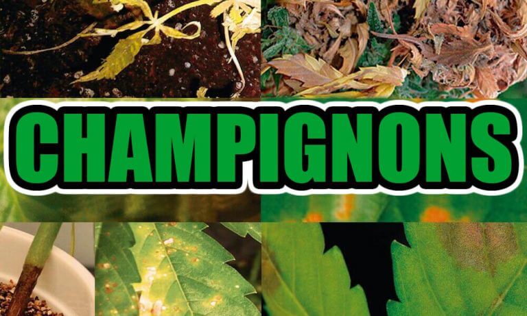 TYPES DE CHAMPIGNONS DANS LA CULTURE DU CANNABIS – RECOURS ET TRAITEMENTS DE PRÉVENTION