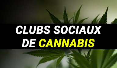CLUBS SOCIAUX ET ASSOCIATIONS DE CONSOMMATEUR DE CANNABIS