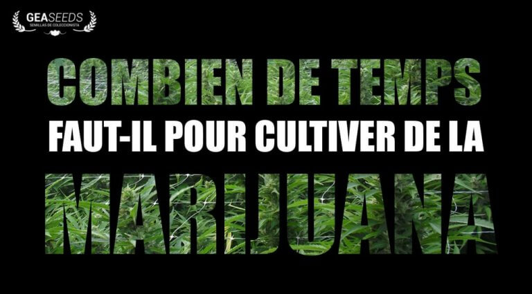 EN COMBIEN DE TEMPS ET COMMENT  GRANDIT UNE PLANTE DE CANNABIS?