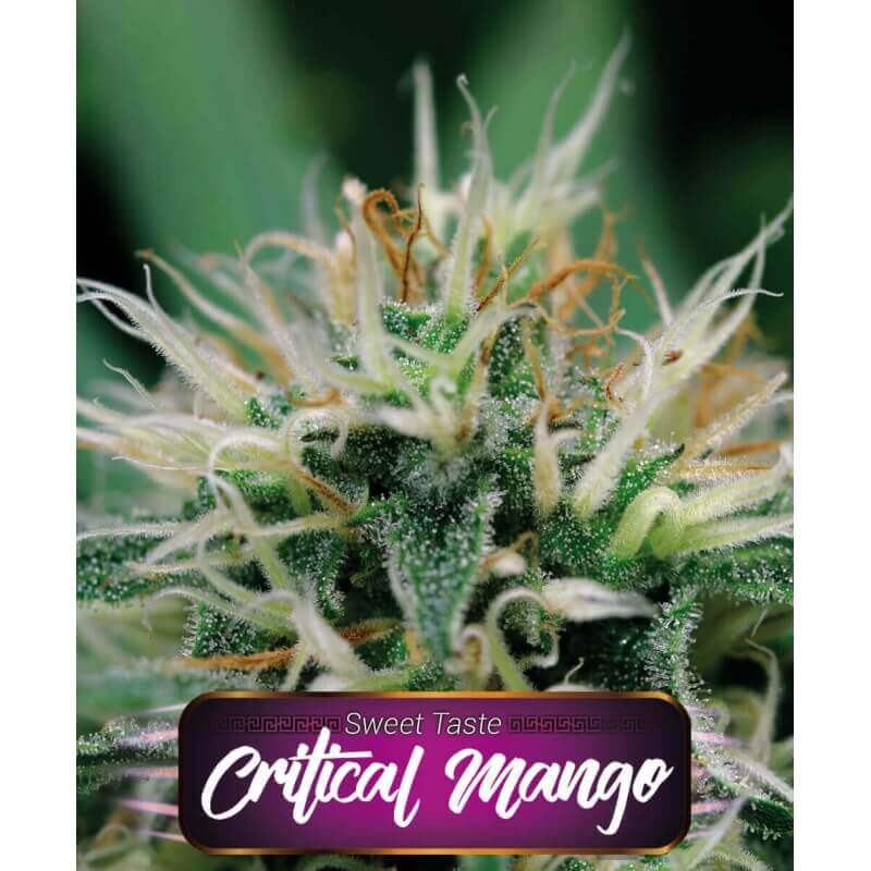 critical-mango
