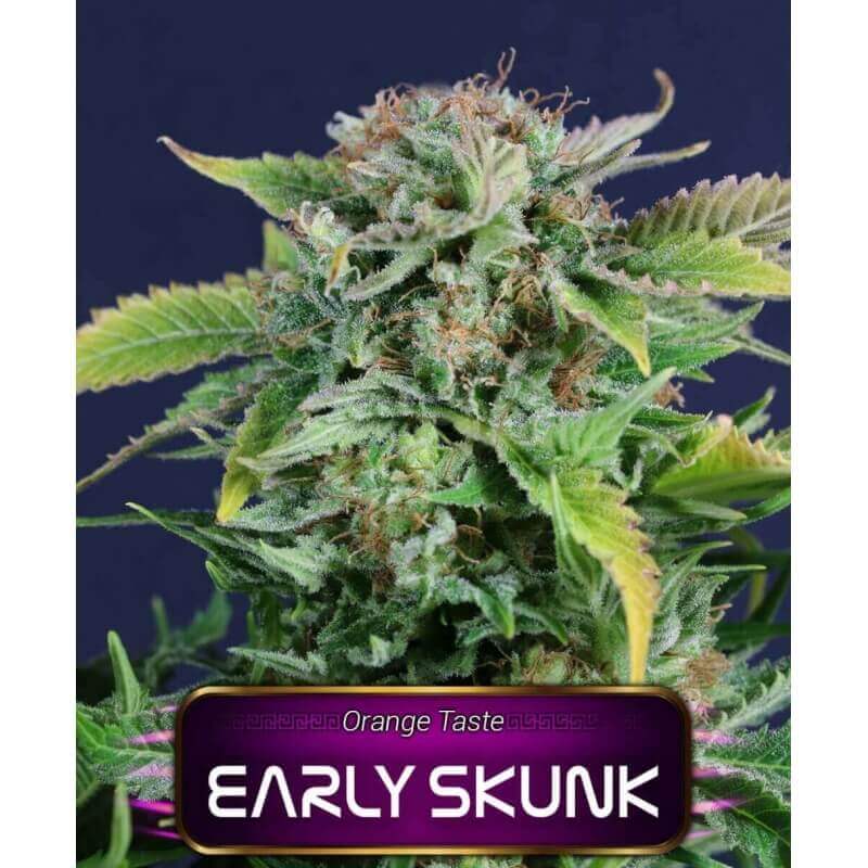 early-skunk-geaseeds