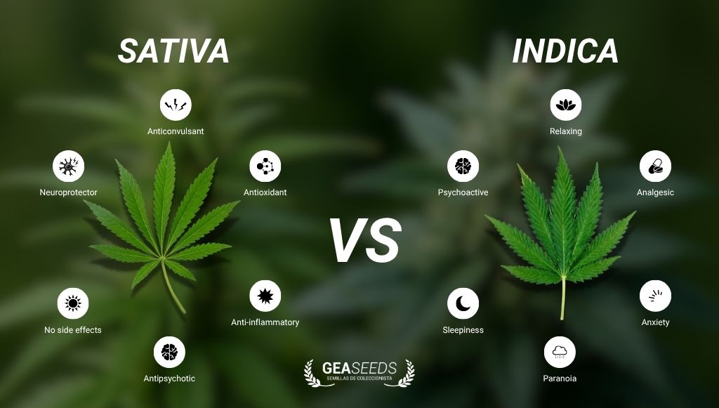 Cannabis Sativa vs Indica comparison chart showing differences between leaves, effects and traits, with Sativa energising effects and Indica relaxing effects.
