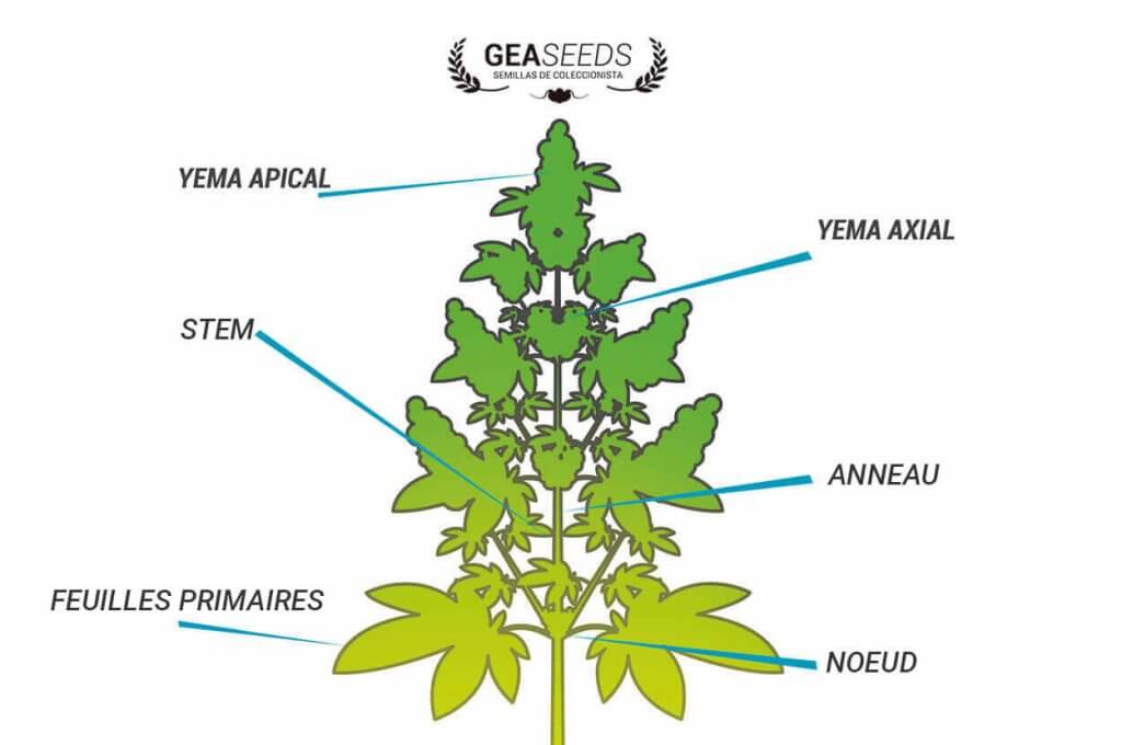 LES PATHOLOGIES DES PLANTES DE CANNABIS — free download