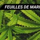 FEUILLES DE MARIJUANA | CANNABIS