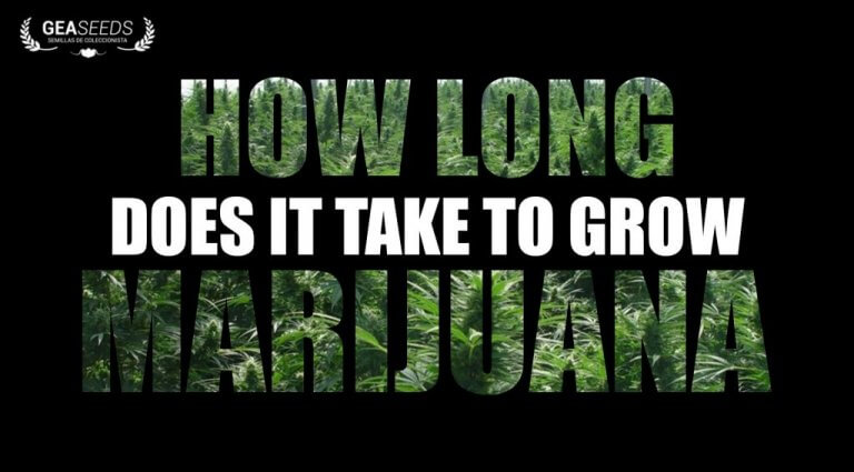 HOW LONG DOES IT TAKE TO GROW A MARIJUANA PLANT?
