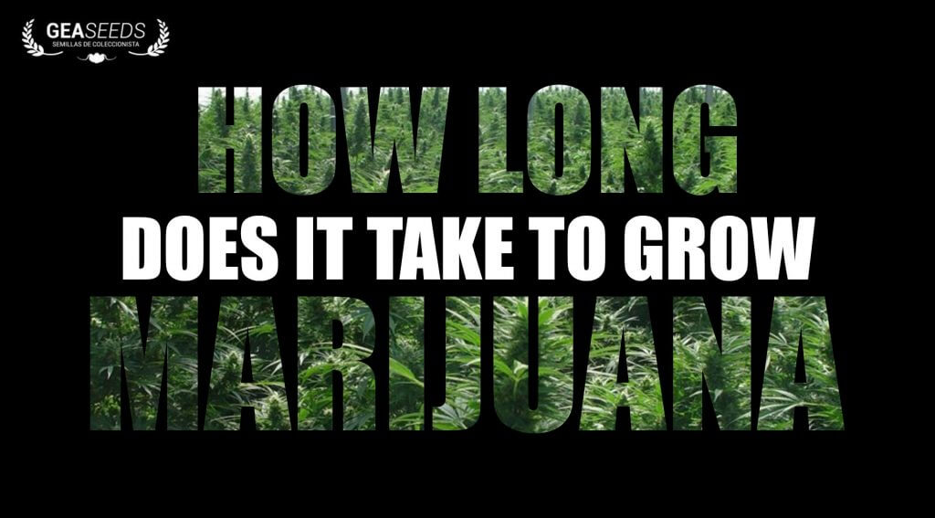 How long does it take to grow marijuana?