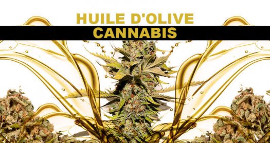 HUILE D’OLIVE AU CANNABIS – HUILE DE MARIJUANA
