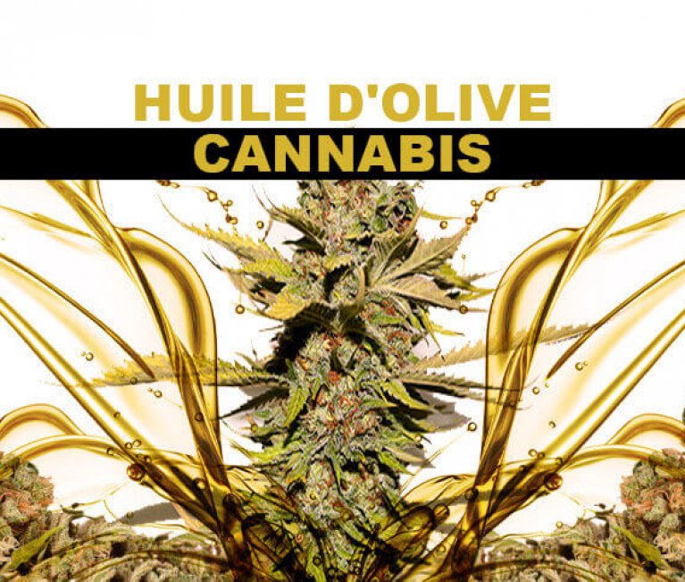 HUILE D’OLIVE AU CANNABIS – HUILE DE MARIJUANA
