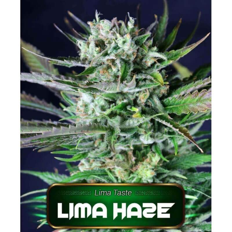 lima-haze-geaseeds