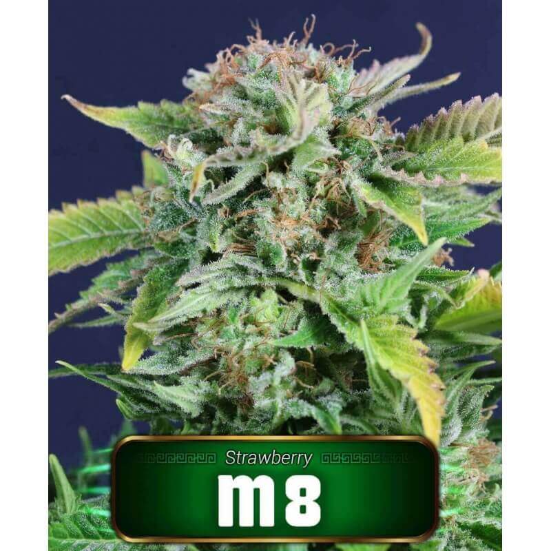 m8-geaseeds