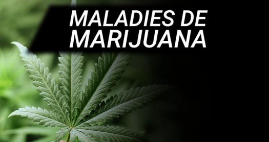 LES PATHOLOGIES DES PLANTES DE CANNABIS