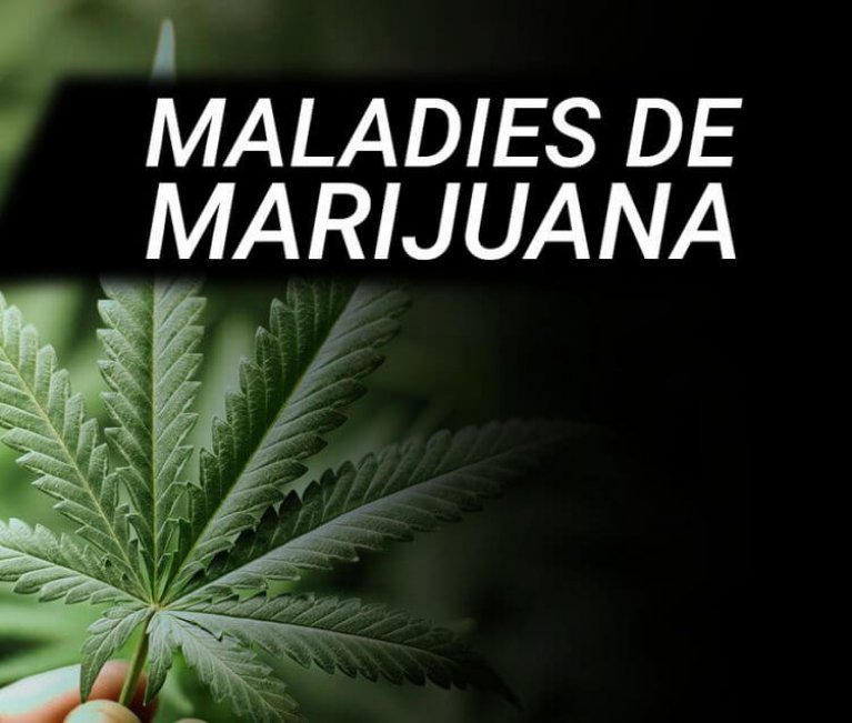 LES PATHOLOGIES DES PLANTES DE CANNABIS