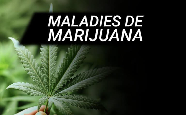 LES PATHOLOGIES DES PLANTES DE CANNABIS
