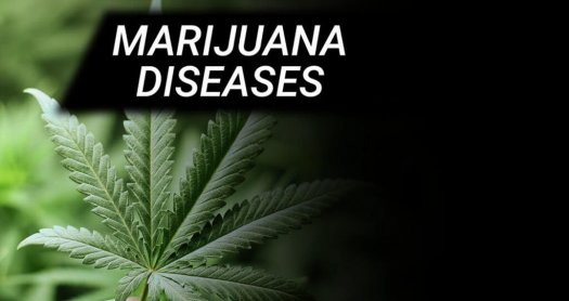 MARIJUANA DISEASES | CANNABIS