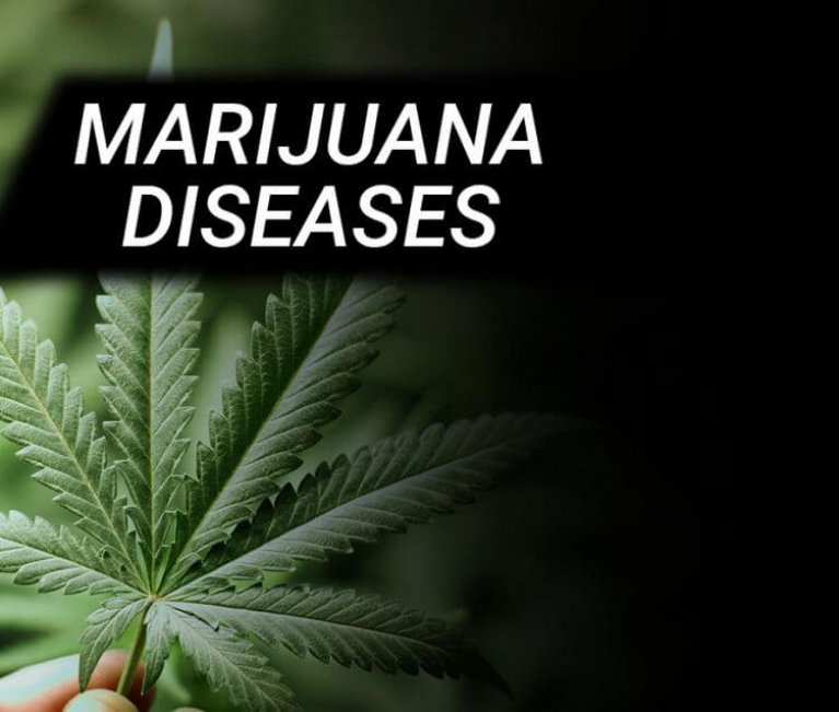 MARIJUANA DISEASES | CANNABIS