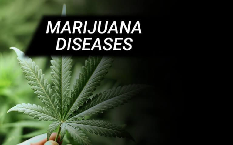 MARIJUANA DISEASES | CANNABIS