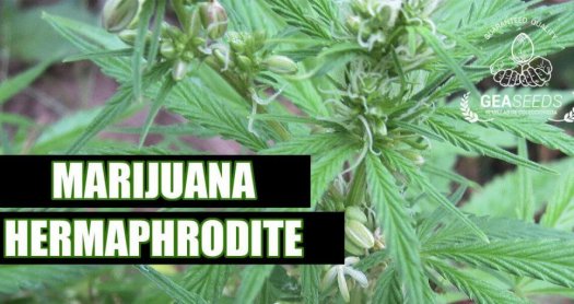 L’HERMAFRODITISME ET LE CANNABIS COMMENT CELA AFFECTE-T-IL MARIJUANA?