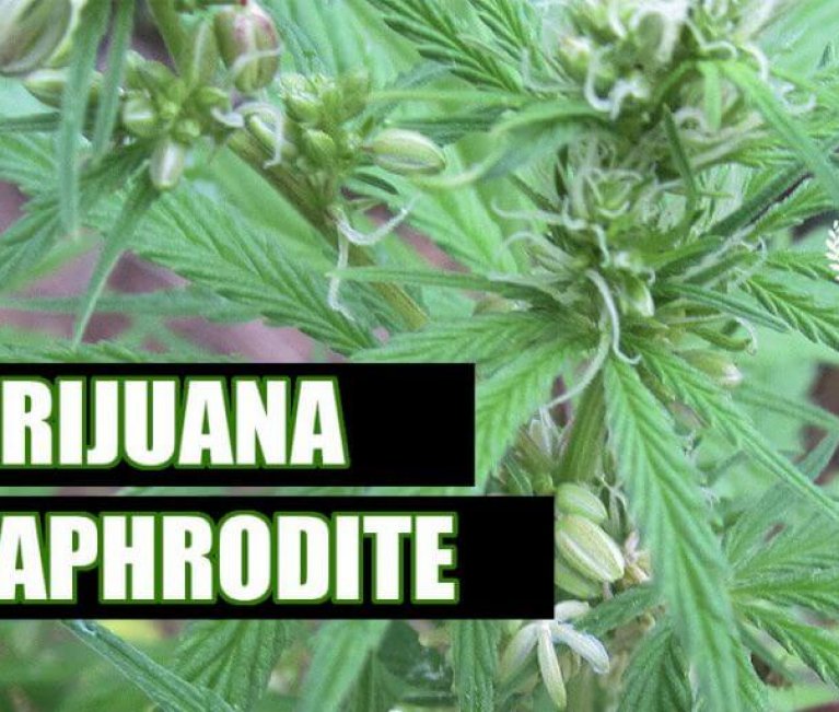 L’HERMAFRODITISME ET LE CANNABIS COMMENT CELA AFFECTE-T-IL MARIJUANA?