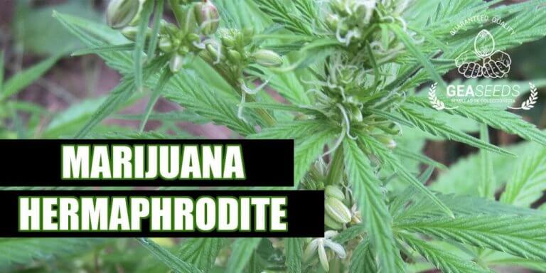 L’HERMAFRODITISME ET LE CANNABIS COMMENT CELA AFFECTE-T-IL MARIJUANA?