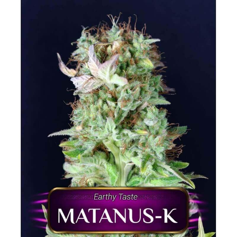 matanus-k-geaseeds
