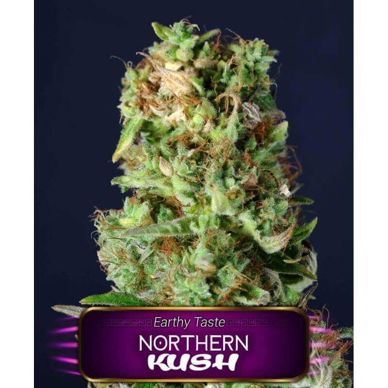 northern-kush-geaseeds