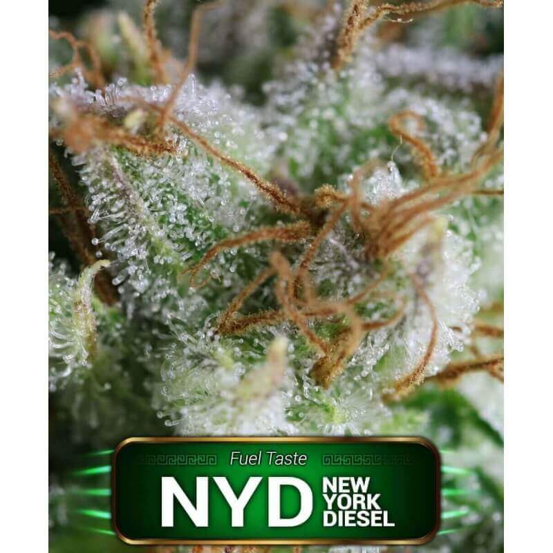 nyd-new-york-diesel-geaseeds