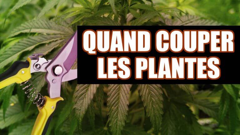 COMMENT ET QUAND RÉCOLTER?