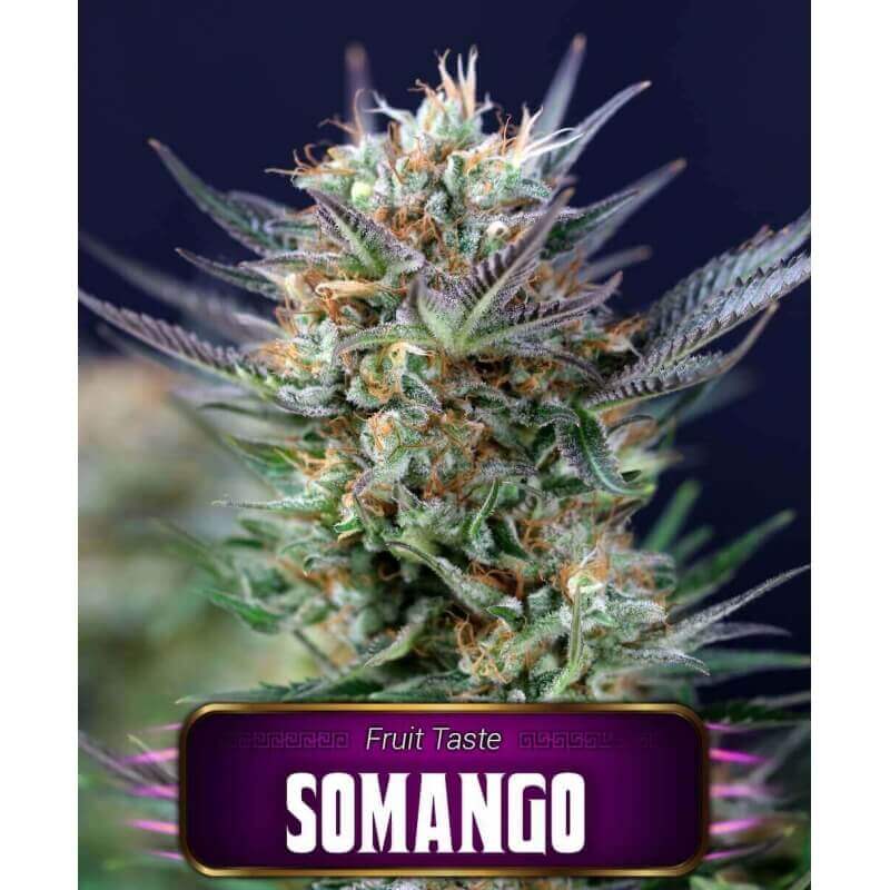 somango-geaseeds