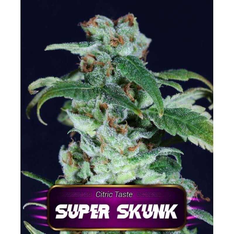 super-skunk-geaseeds