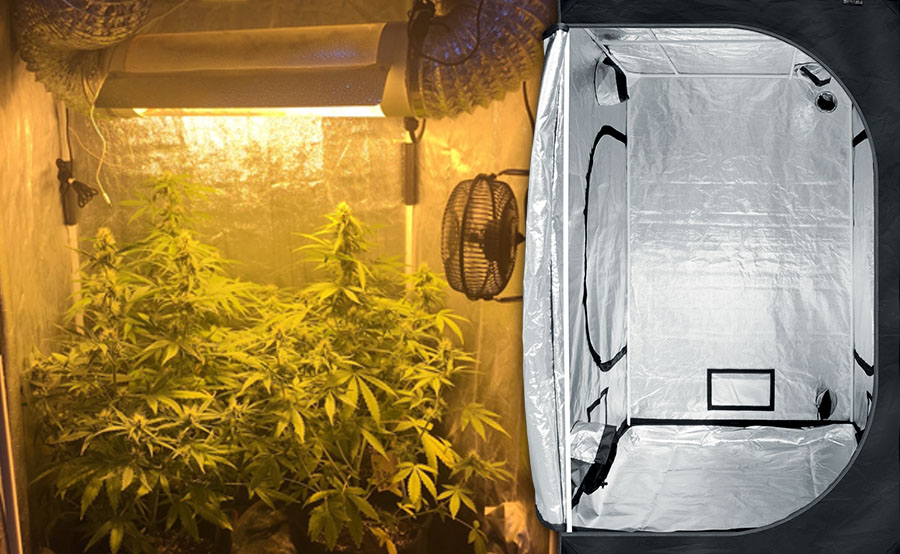 tente de culture de marijuana