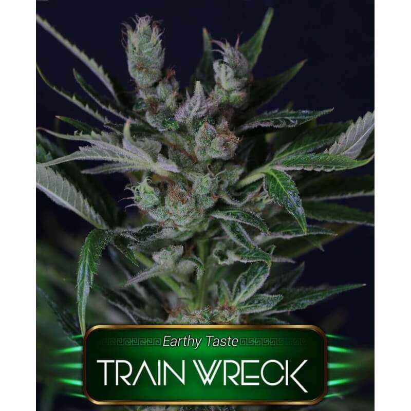 train-wreck-geaseeds