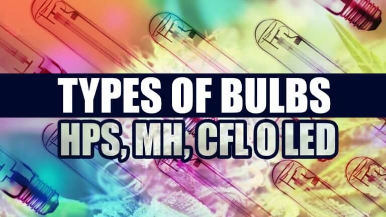 types of bulbs