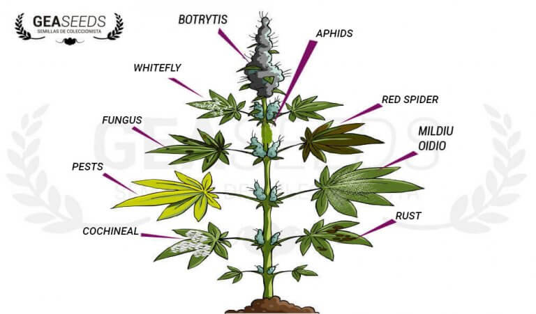 CANNABIS PESTS | Marijuana