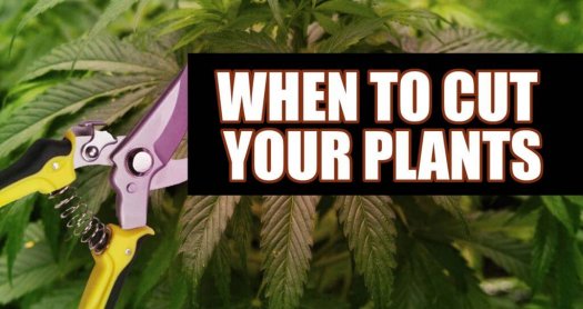HARVEST TIME: HOW AND WHEN TO CUT MARIJUANA?