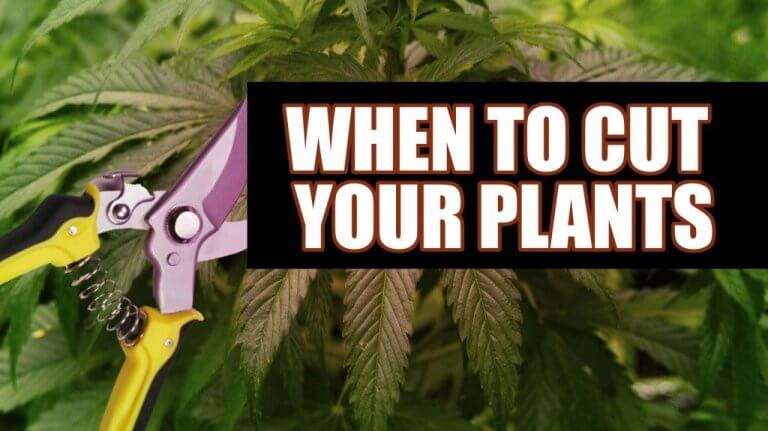 HARVEST TIME: HOW AND WHEN TO CUT MARIJUANA?