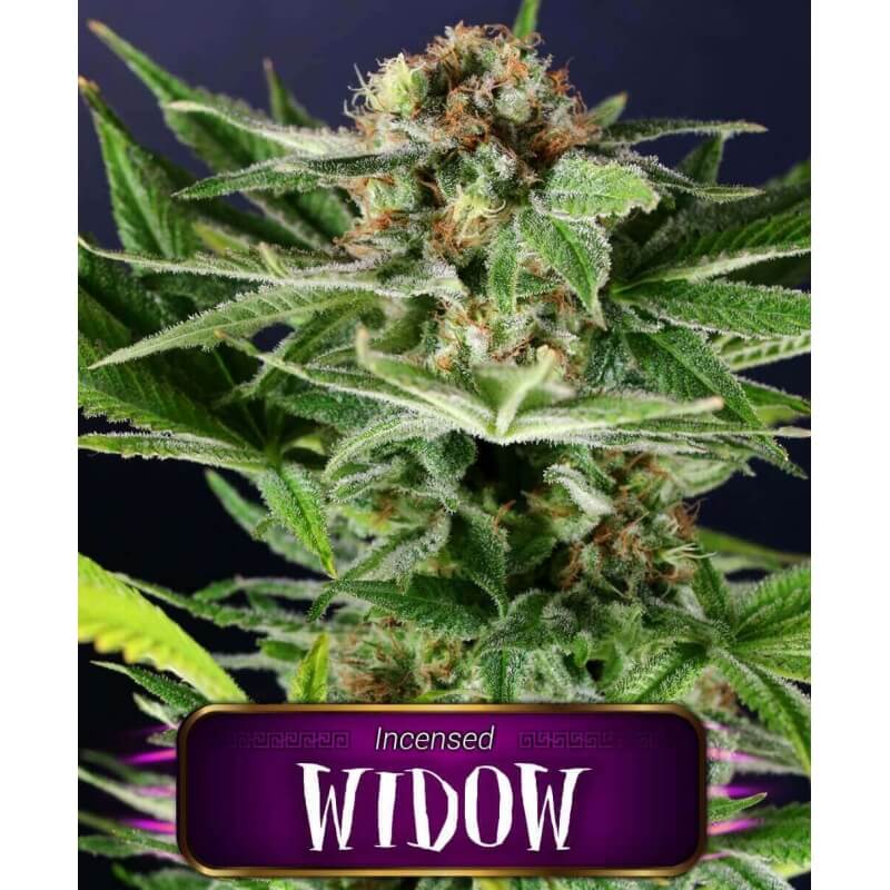 widow-geaseeds