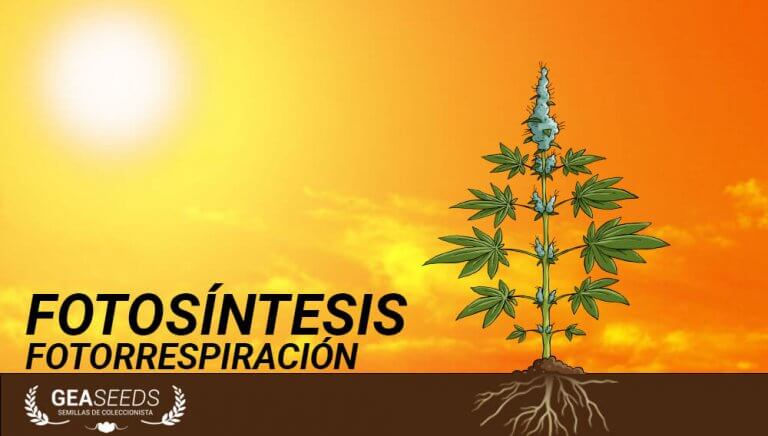 fotosíntesis fotorrespiración