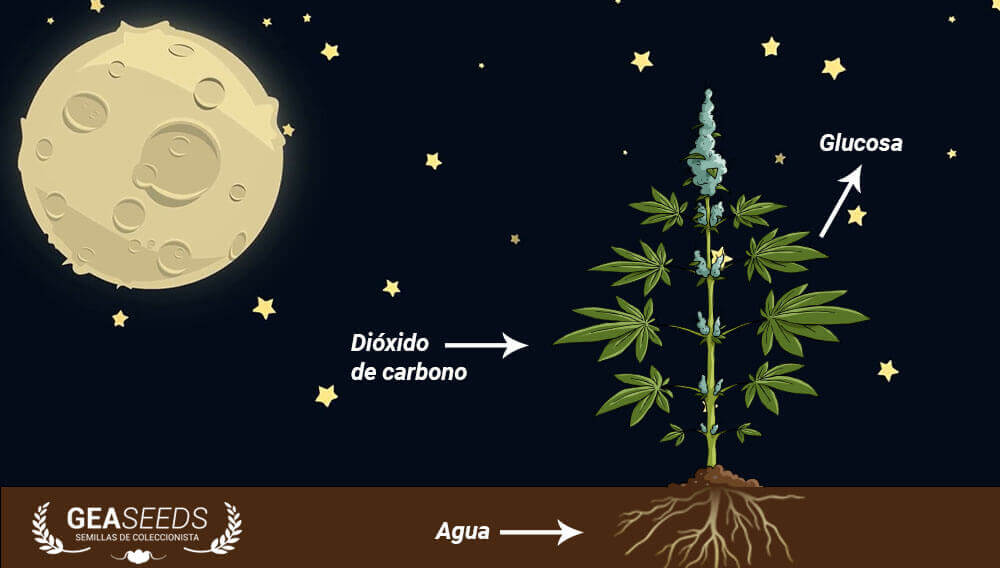 dark photosynthesis