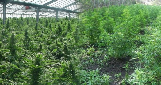 Consejos cultivo marihuana