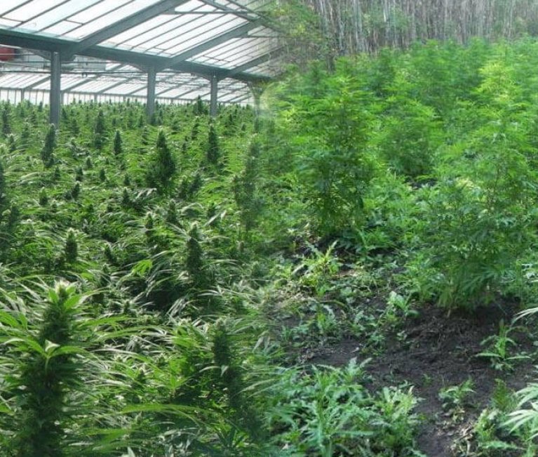 Consejos cultivo marihuana