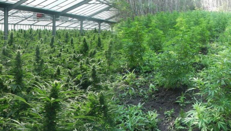 Consejos cultivo marihuana