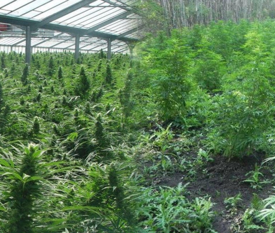 Consejos cultivo marihuana
