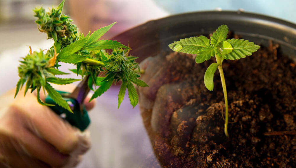 Cortar y plantar marihuana
