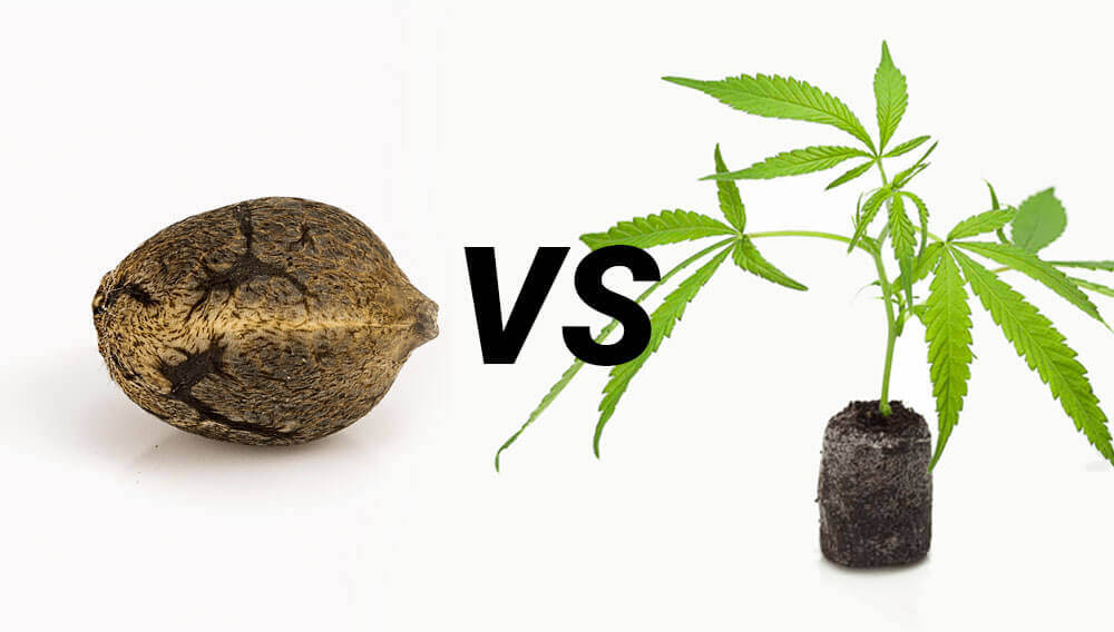 Mudas vs Marijuana
