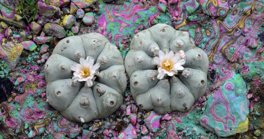 Peyote