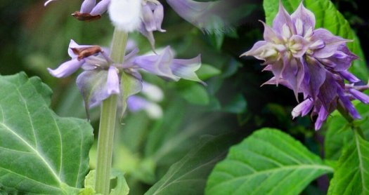 salvia divinorum