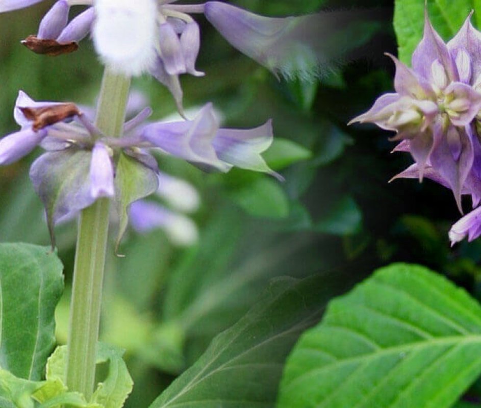 salvia divinorum