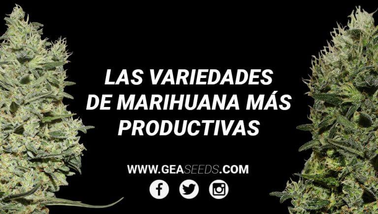 Variedades más productivas