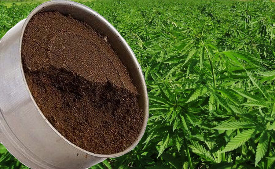 Coffee Grounds For Your Marijuana Plants Is It Good